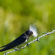 Hirondelle rustique avec une plume